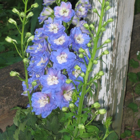 Meet your Posher, Maria - Picture 7 of 8